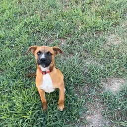 Ace Reese
